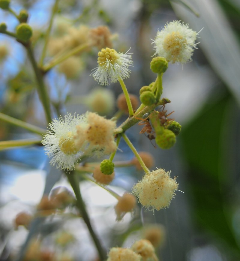 Acacia flavescens photo 3