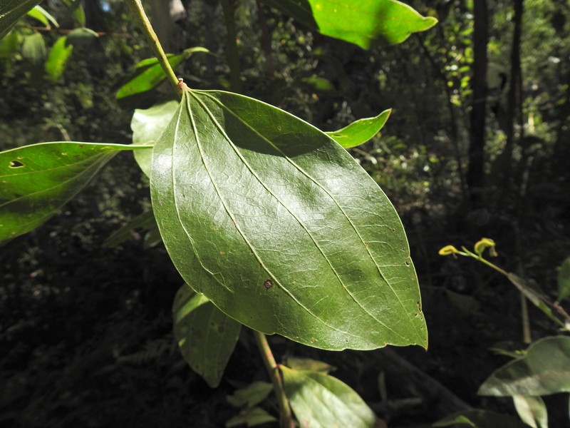 Acacia flavescens photo 4