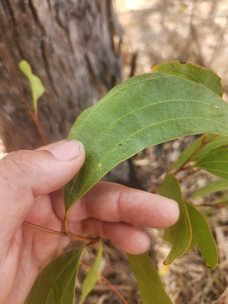 Acacia flavescens photo 6