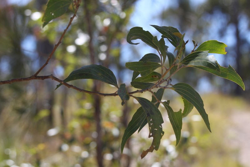 Acacia flavescens photo 7