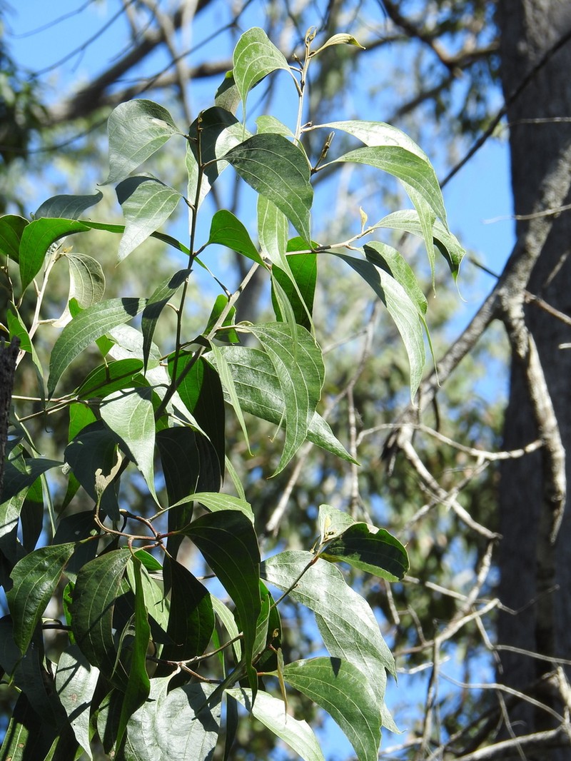 Acacia flavescens photo 8