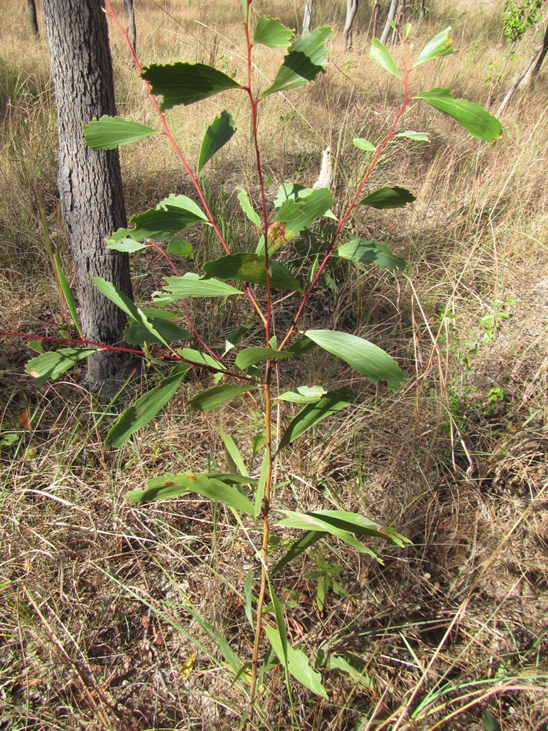 Acacia fleckeri photo 2