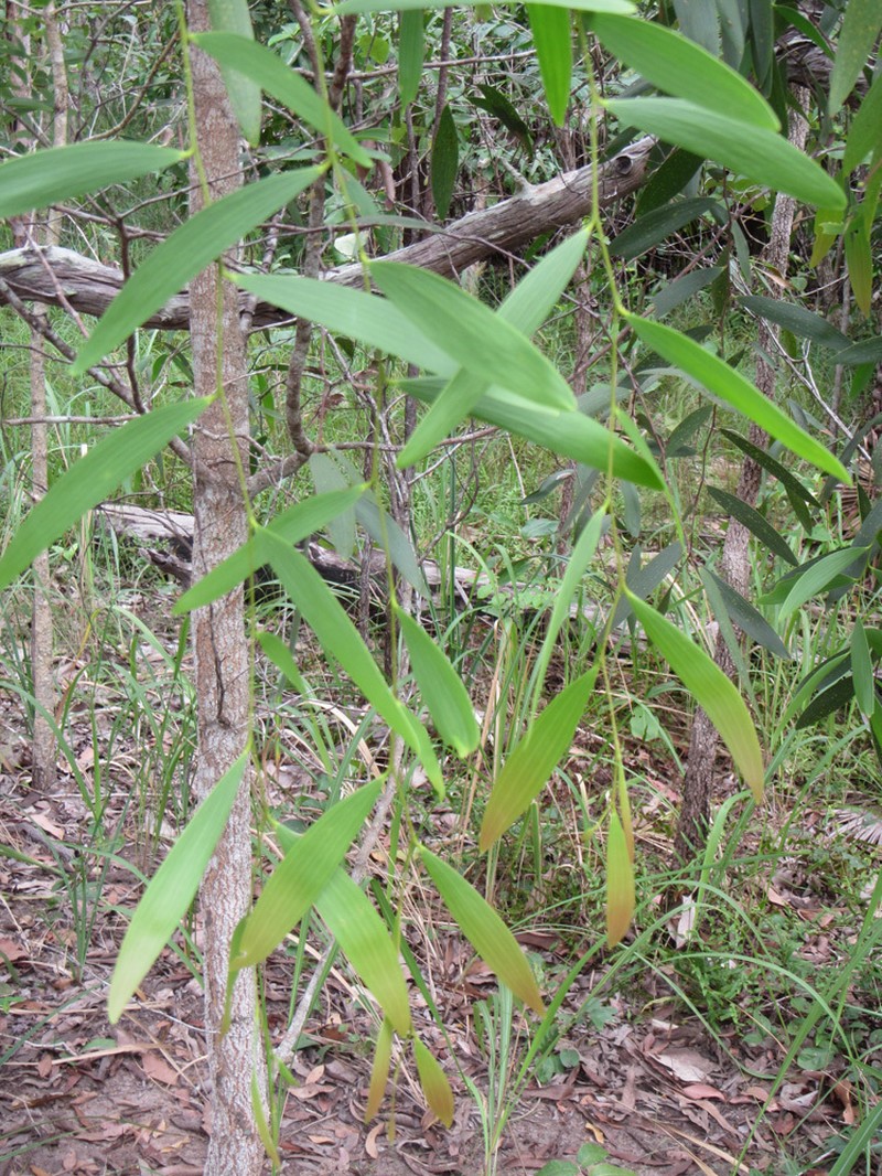 Acacia fleckeri photo 3
