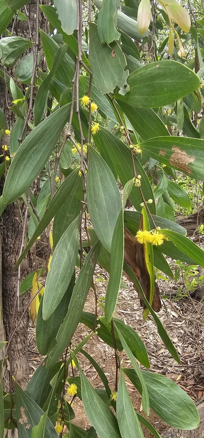 Acacia fleckeri photo 4