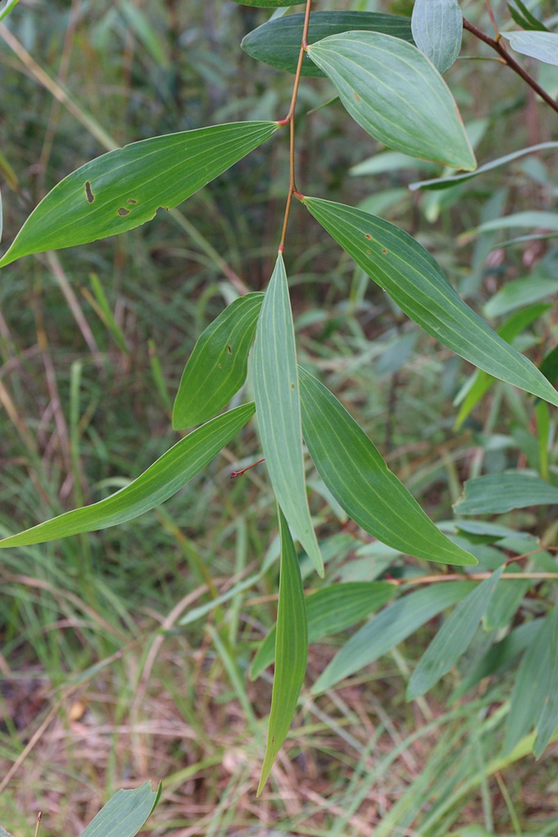 Acacia fleckeri photo 5