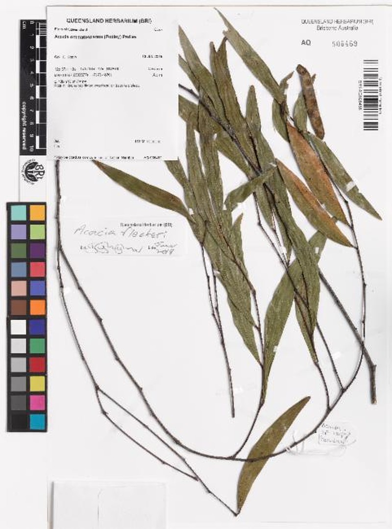 Acacia fleckeri photo 6