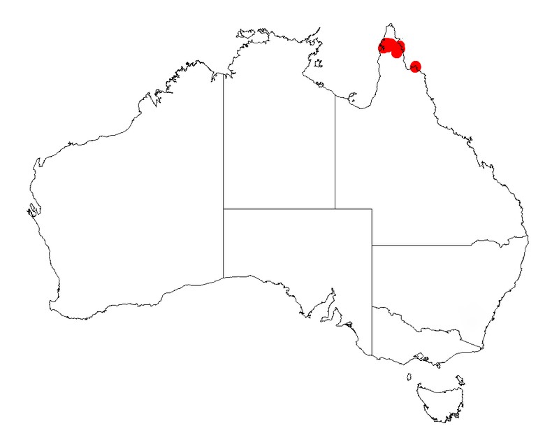 Acacia fleckeri