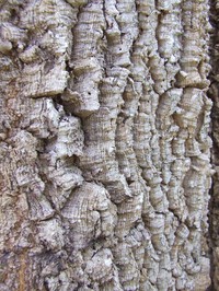 Acacia fleckeri