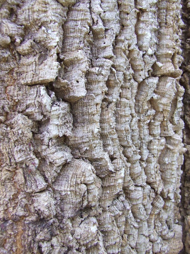 Acacia fleckeri photo 2