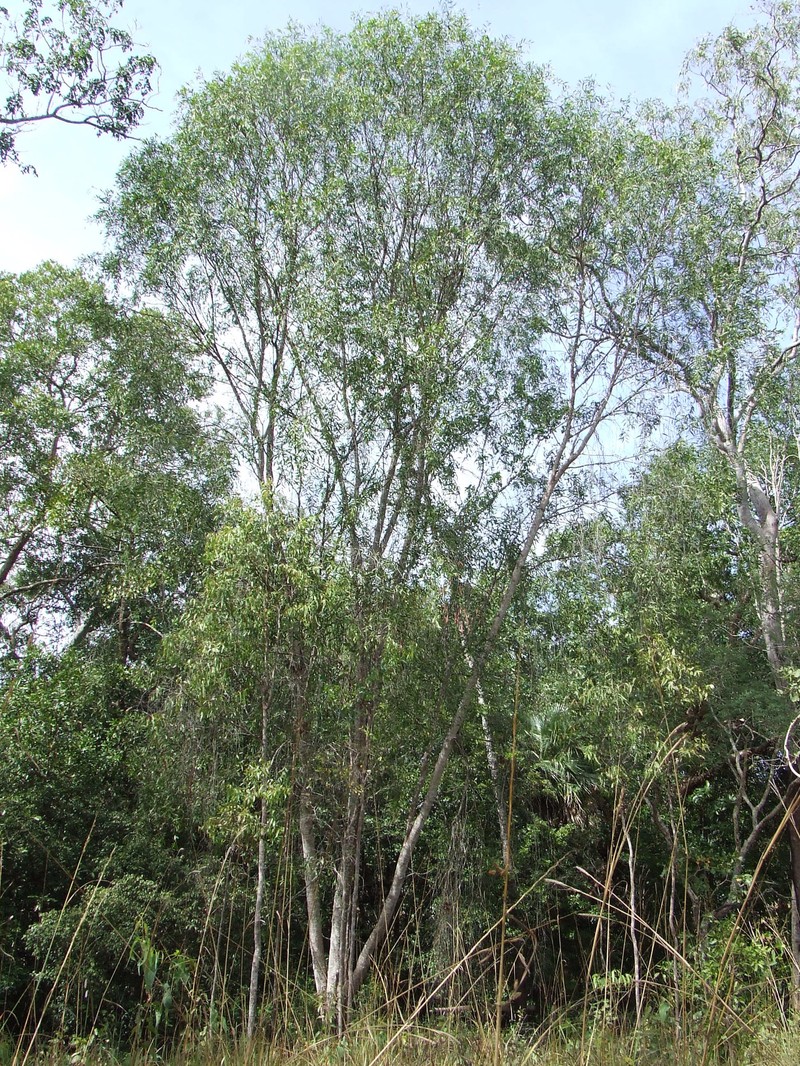 Acacia fleckeri photo 3