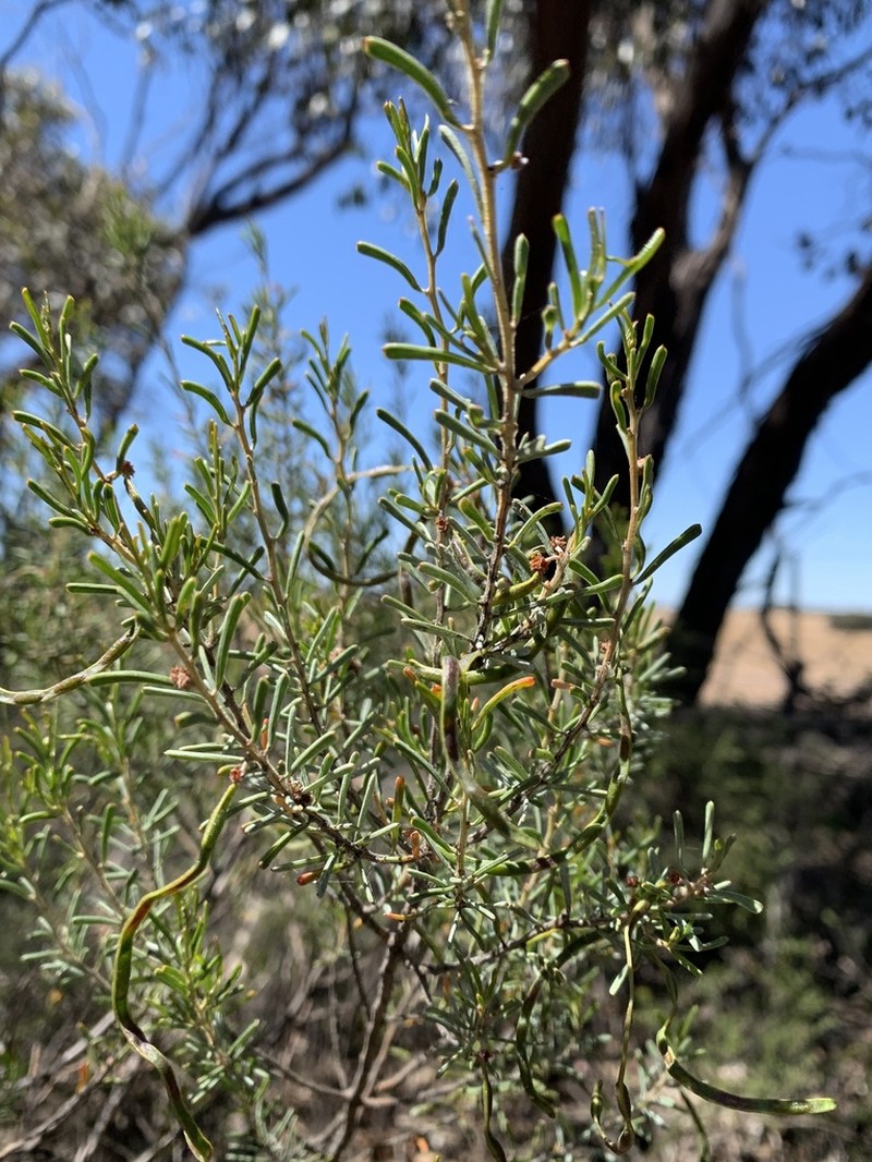 Acacia flexifolia photo 2