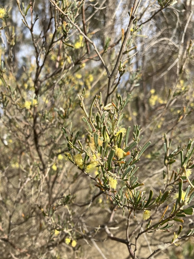 Acacia flexifolia photo 3