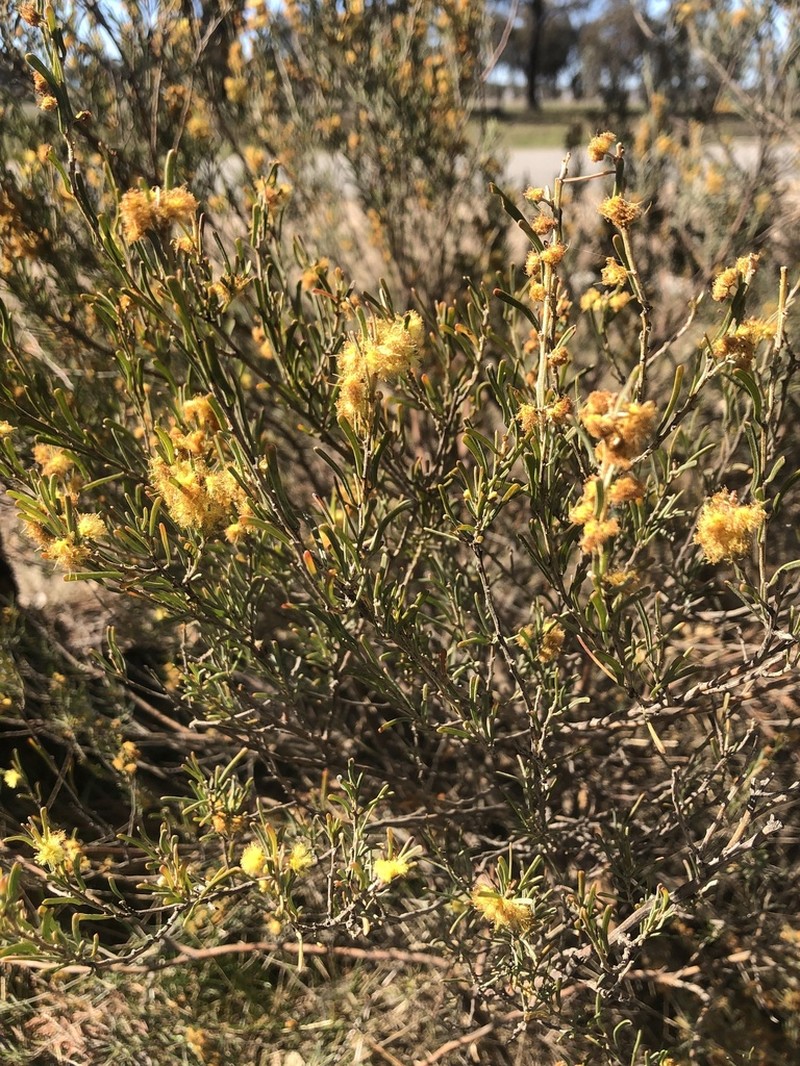 Acacia flexifolia photo 4
