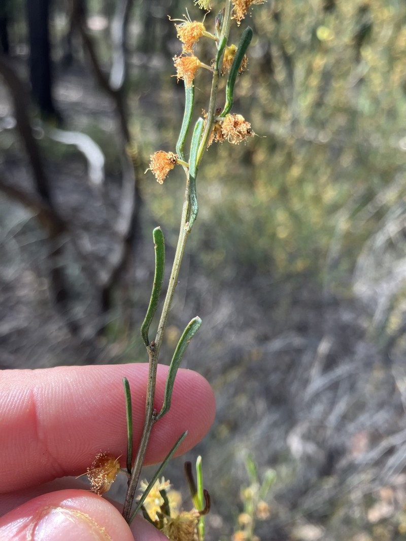 Acacia flexifolia photo 5