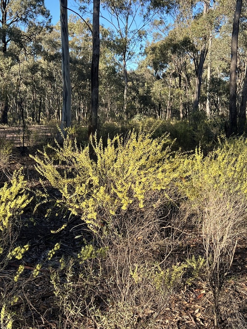 Acacia flexifolia photo 6