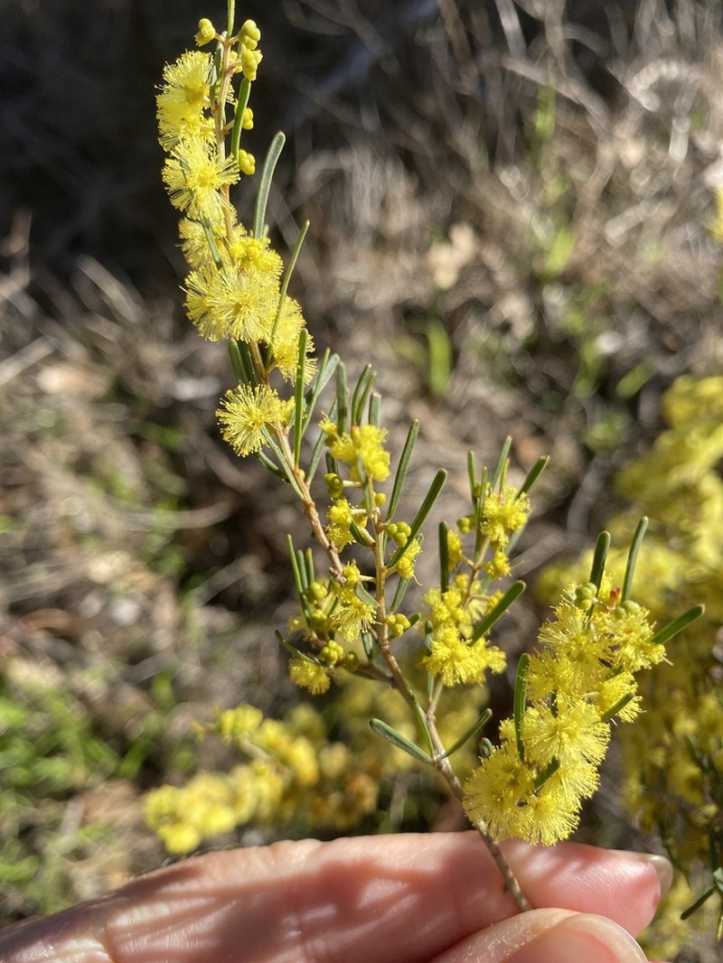 Acacia flexifolia photo 7
