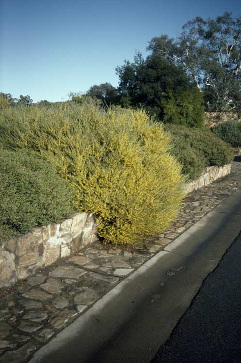 Acacia flexifolia photo 8