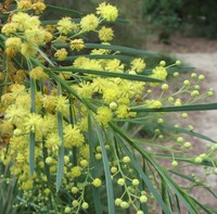 Acacia flocktoniae