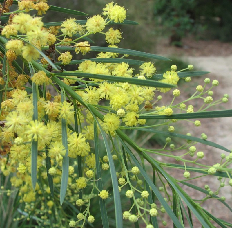 Acacia flocktoniae