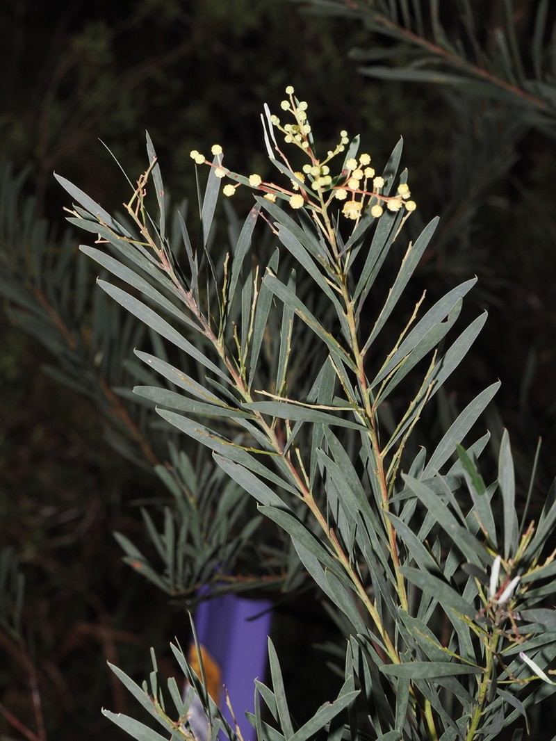 Acacia flocktoniae photo 2