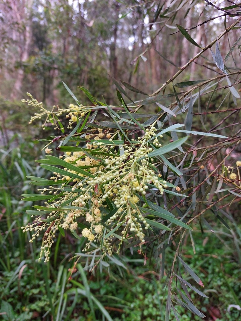 Acacia flocktoniae photo 3
