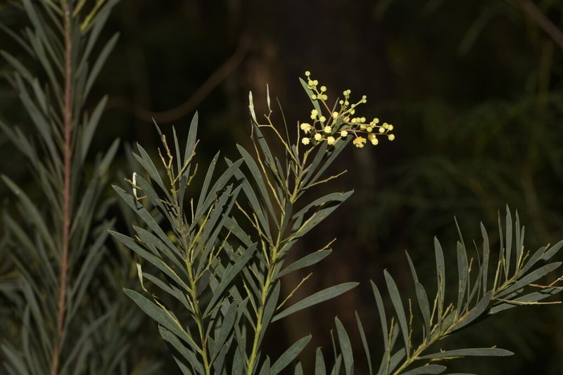 Acacia flocktoniae photo 4
