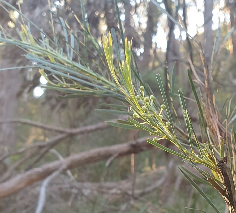 Acacia flocktoniae photo 5