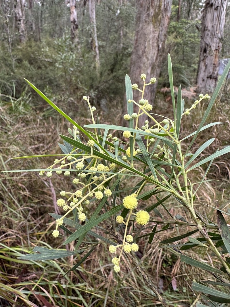 Acacia flocktoniae photo 6
