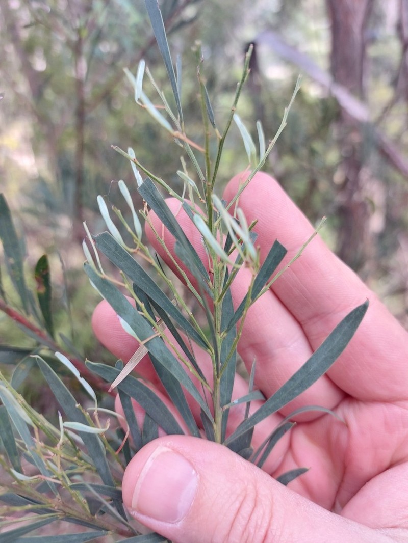 Acacia flocktoniae photo 7