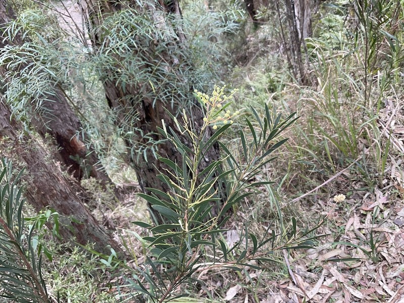Acacia flocktoniae photo 8