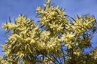 Acacia floribunda