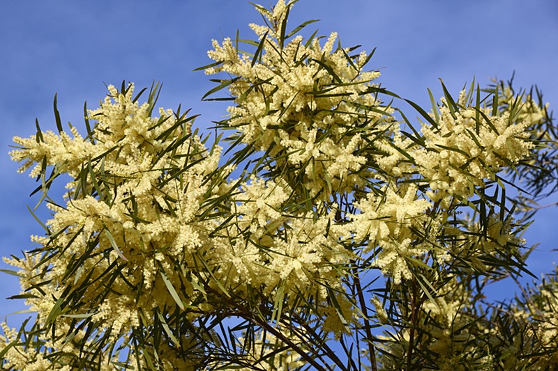 Acacia floribunda