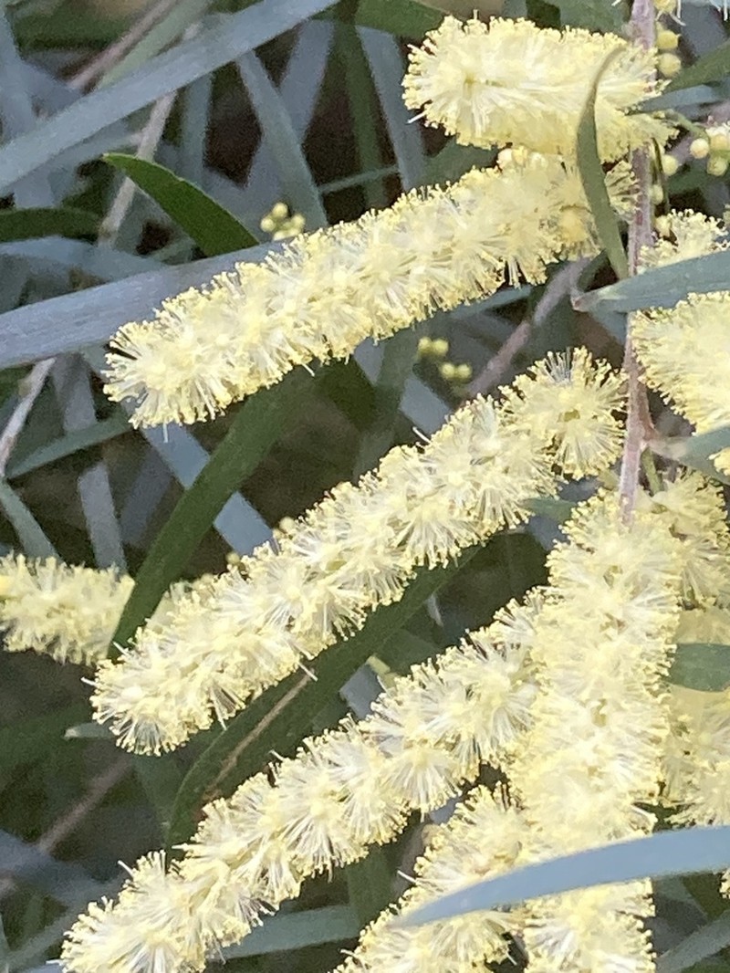 Acacia floribunda photo 2