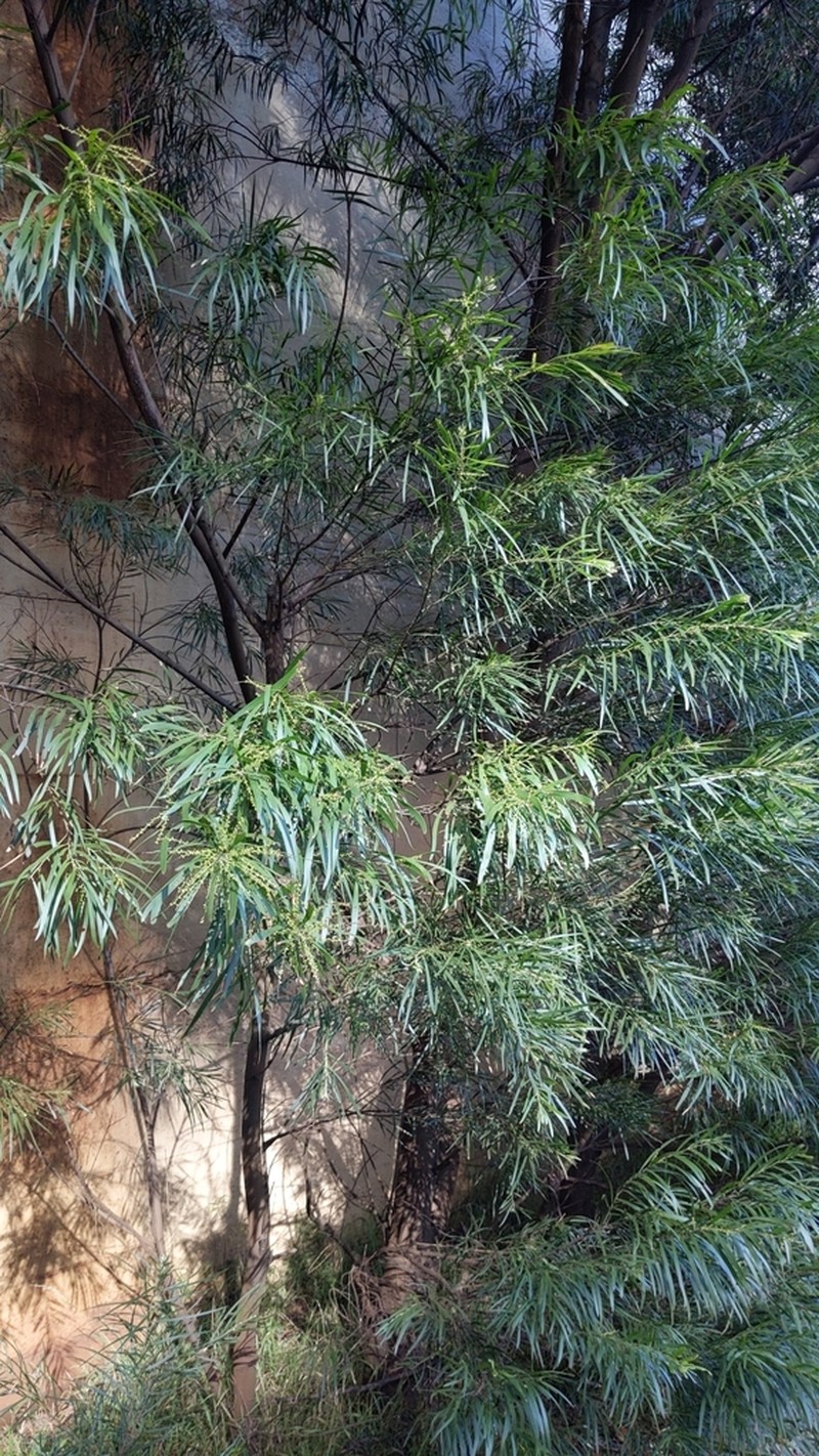 Acacia floribunda photo 3
