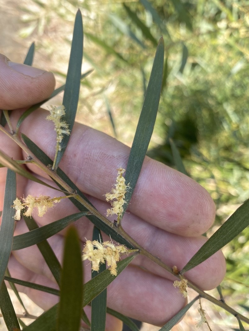 Acacia floribunda photo 4