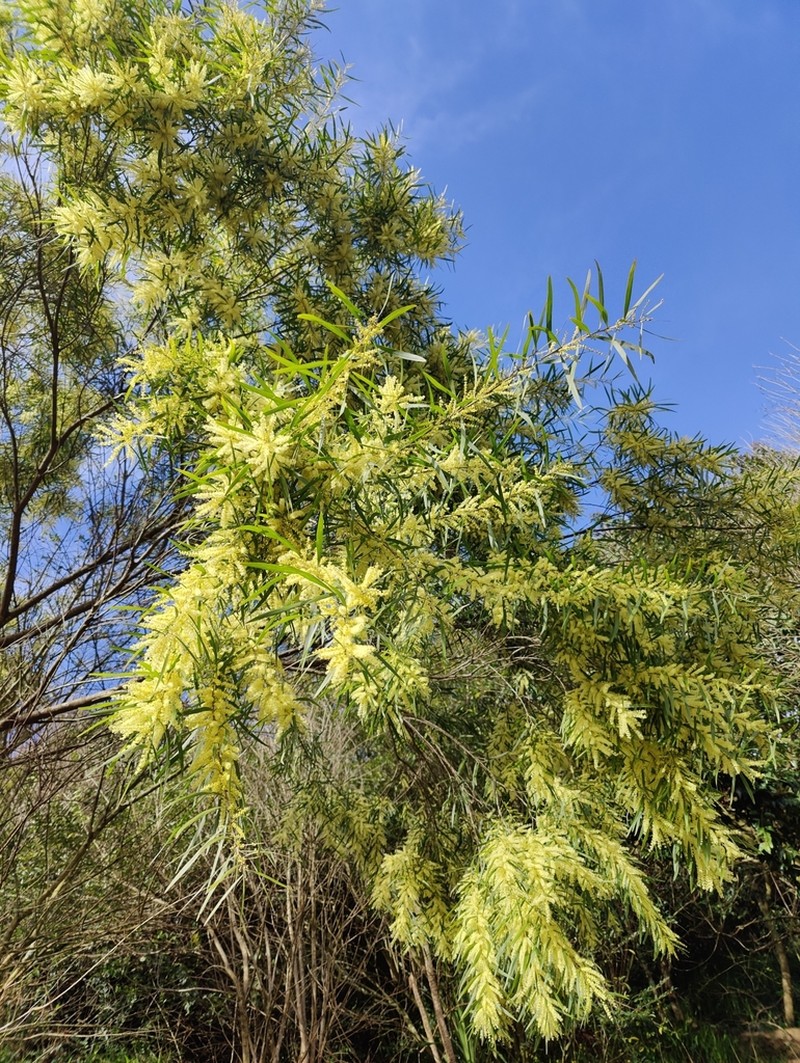 Acacia floribunda photo 5