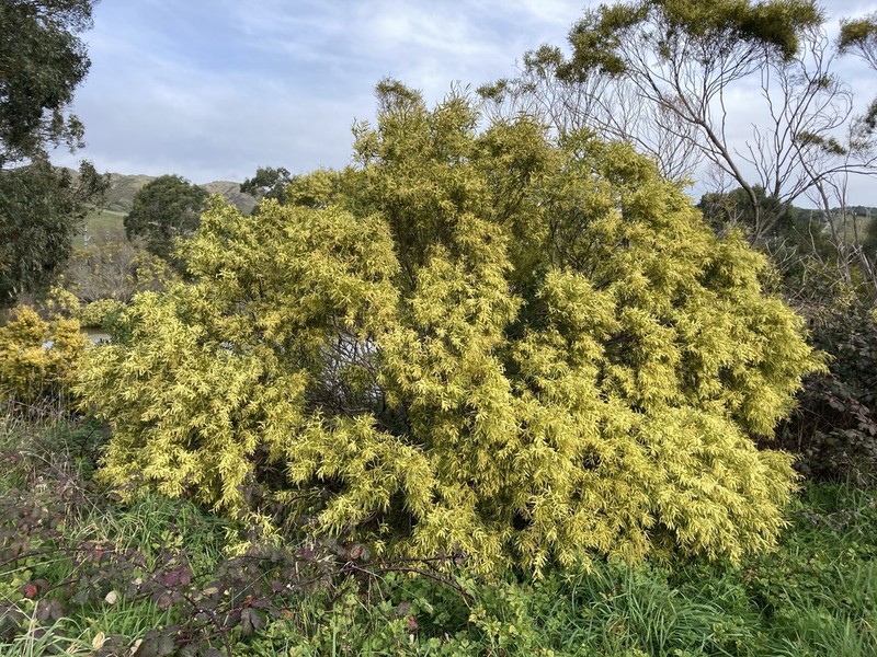 Acacia floribunda photo 6