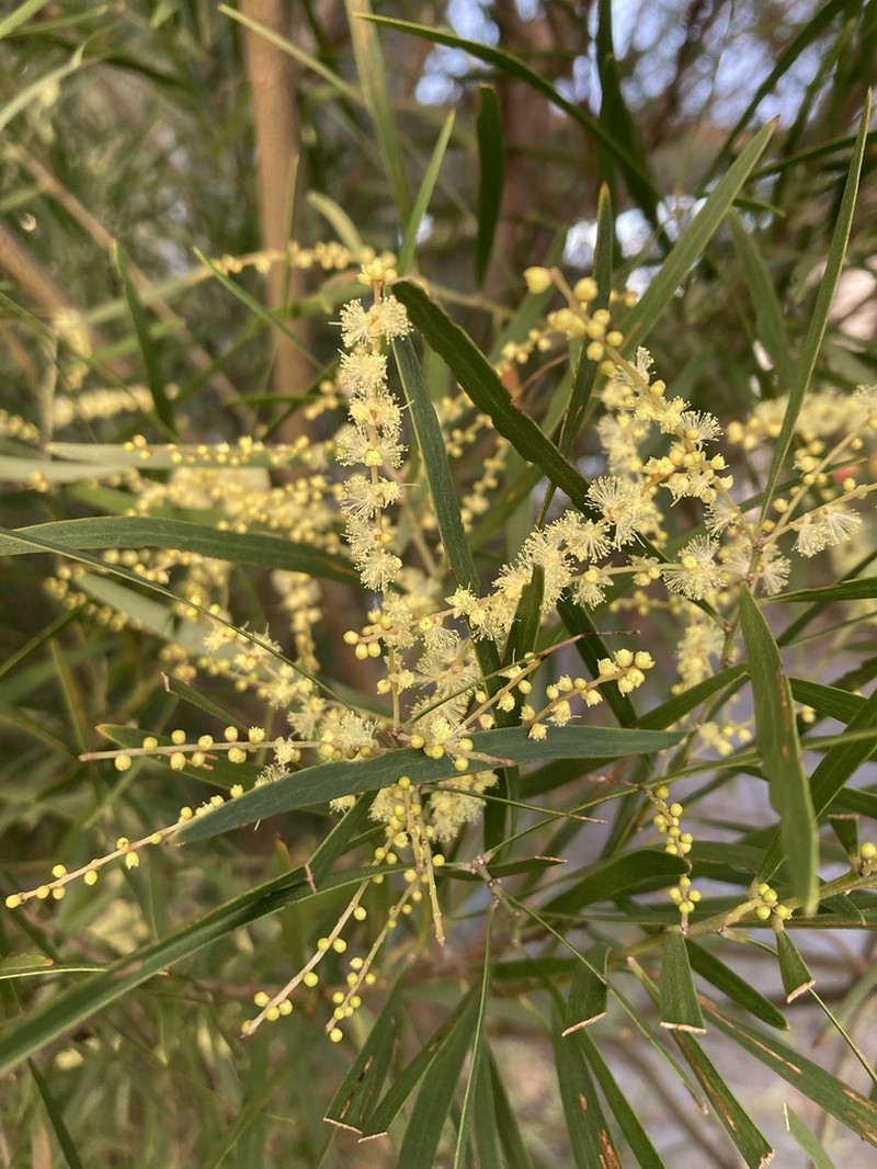 Acacia floribunda photo 7