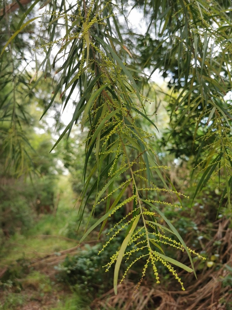 Acacia floribunda photo 8