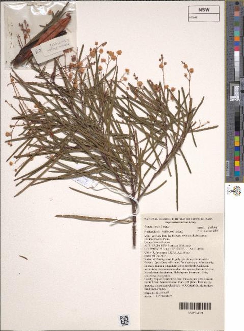 Acacia floydii photo 4