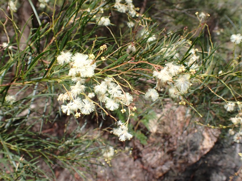 Acacia floydii