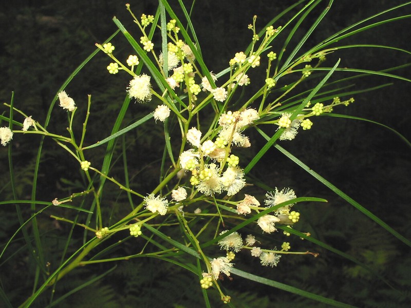 Acacia floydii photo 2