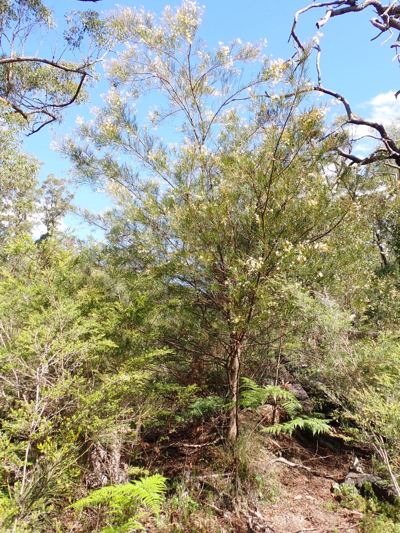 Acacia floydii photo 3