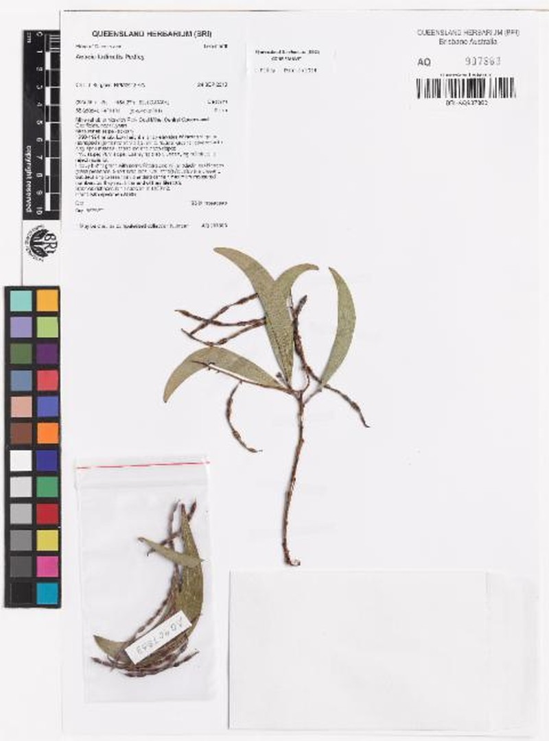 Acacia fodinalis