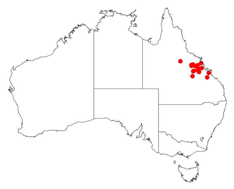 Acacia fodinalis