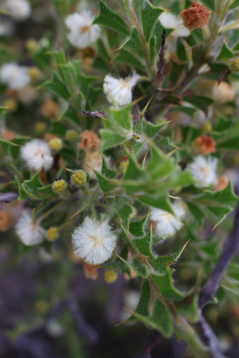 Acacia forrestiana photo 3