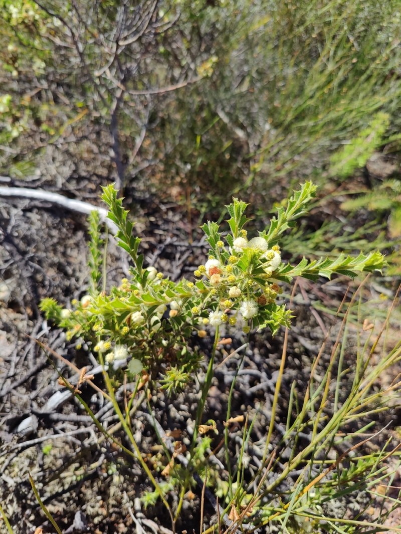 Acacia forrestiana photo 4