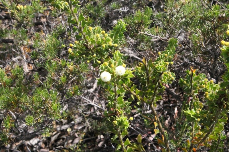 Acacia forrestiana photo 6