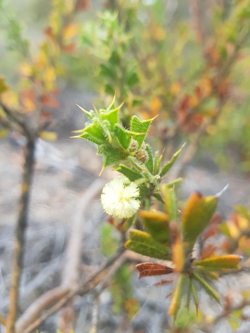 Acacia forrestiana photo 7