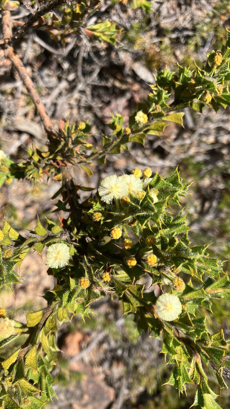 Acacia forrestiana photo 8